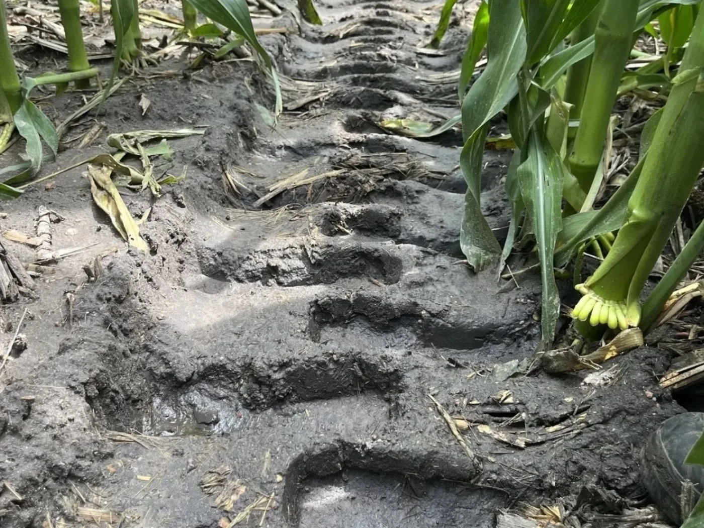 Galileo wheel crossing a muddy field rut